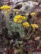 Image of Helichrysum italicum subsp. microphyllum (Willd.) Nym.