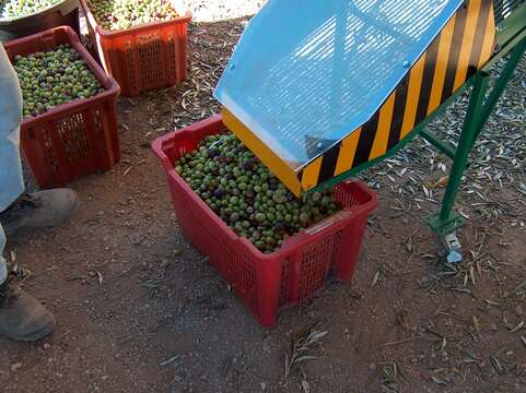 Image of olive tree