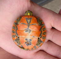 Image of Alabama Redbelly Turtle