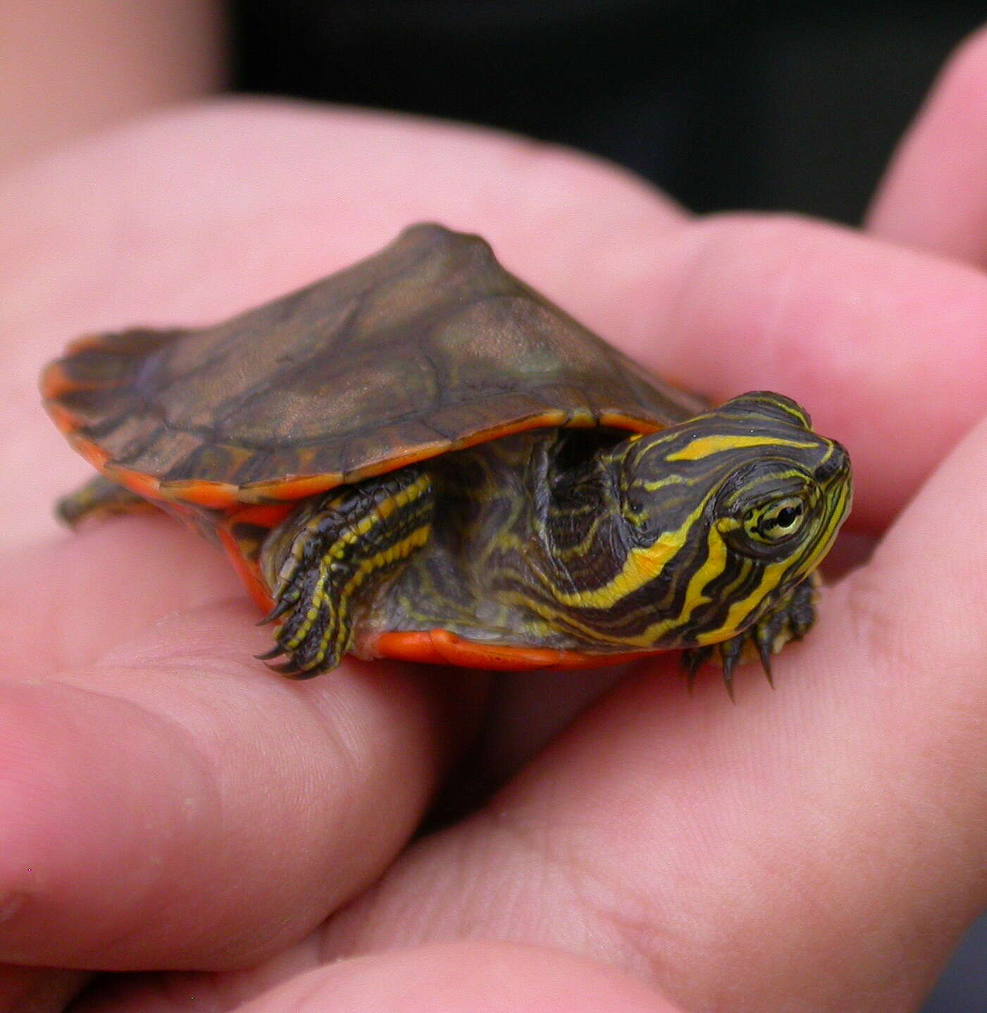 Image of Alabama Redbelly Turtle