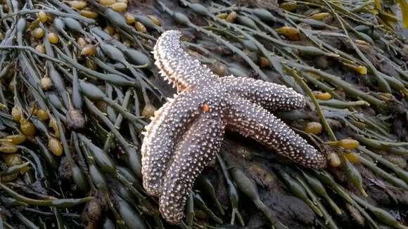 Image of Forbes sea star