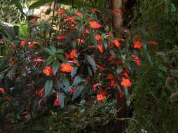 Imagem de Achimenes erecta (Lam.) H. P. Fuchs