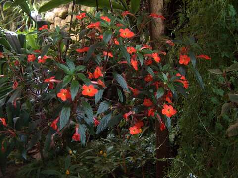 Image of Achimenes erecta (Lam.) H. P. Fuchs