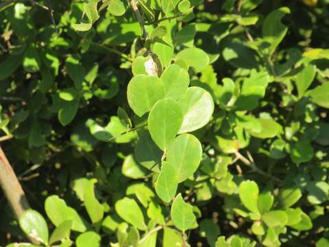 Image de Gymnosporia arenicola M. Jordaan