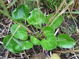 Image of Common Scurvygrass