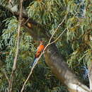 Image of <i>Platycercus elegans adelaidae</i>