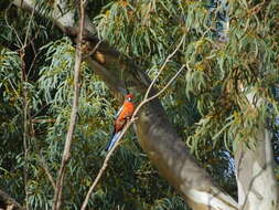 Image de <i>Platycercus elegans adelaidae</i>