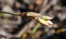 Image of Ornithogalum hispidum subsp. hispidum