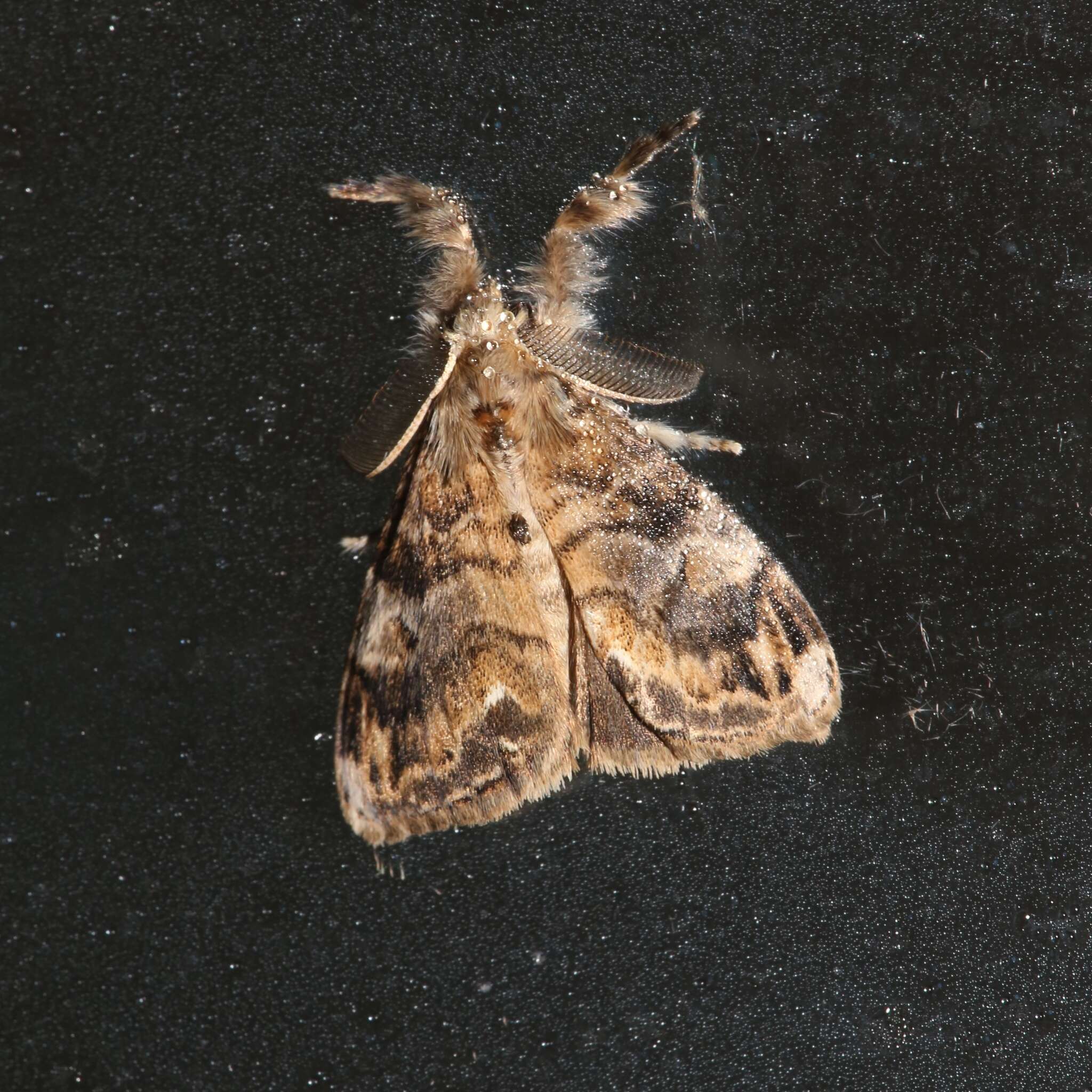 Image of Definite Tussock Moth