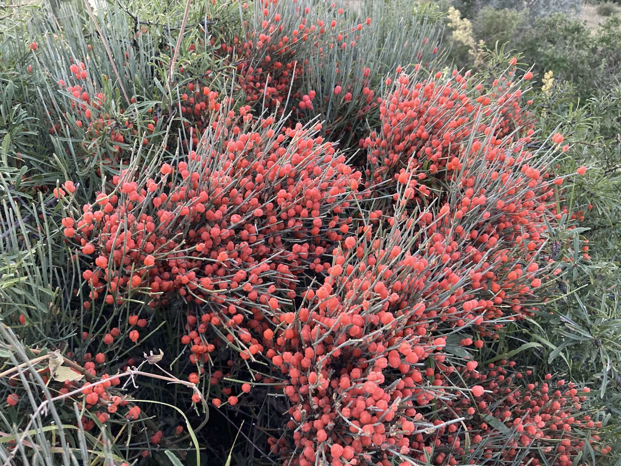 Image of Ephedra procera C. A. Mey.