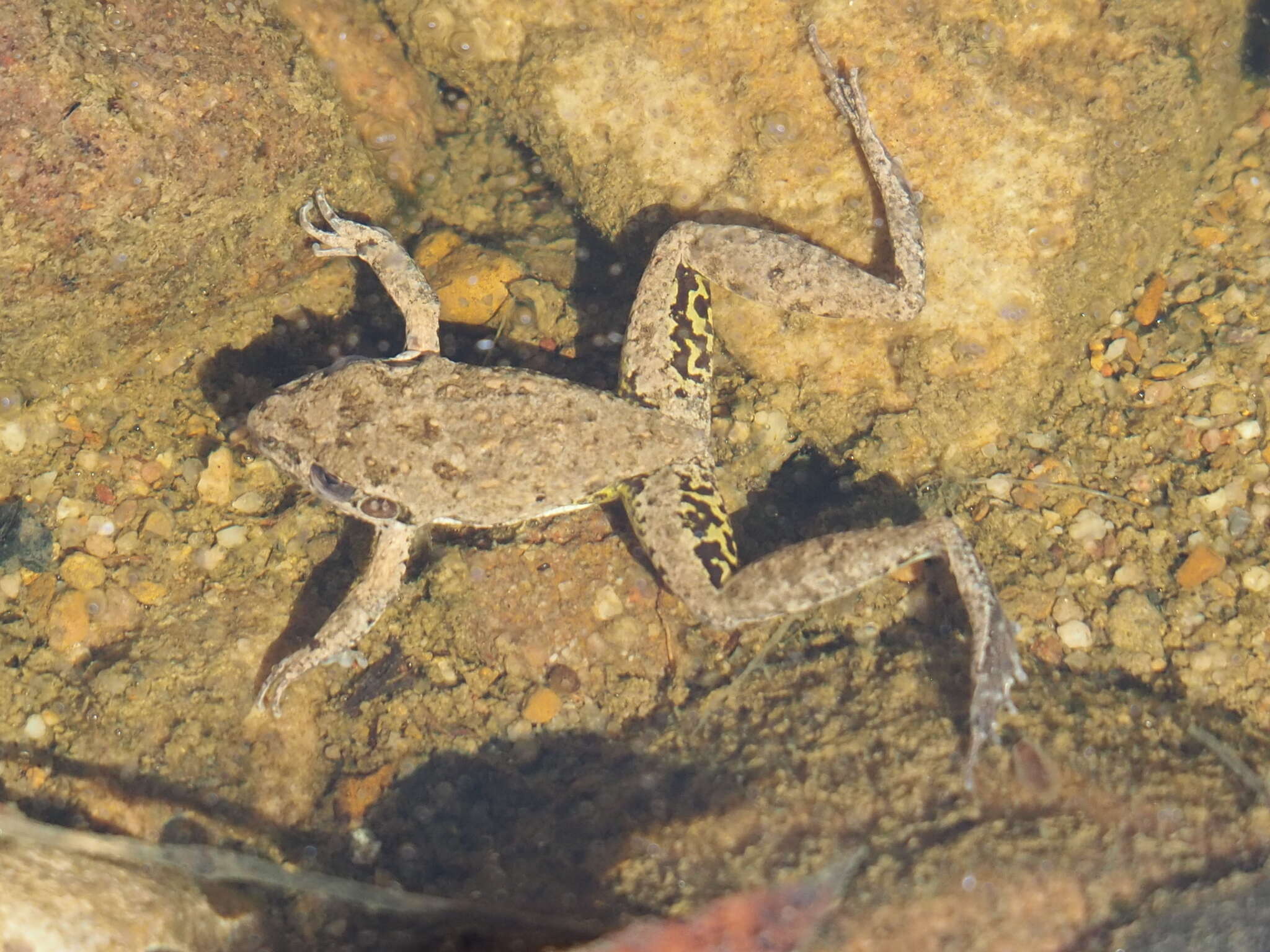 Plancia ëd Litoria inermis (Peters 1867)