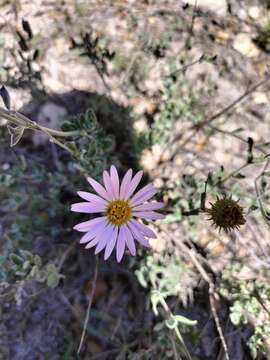 Sivun Xanthisma gymnocephalum (DC.) D. R. Morgan & R. L. Hartm. kuva