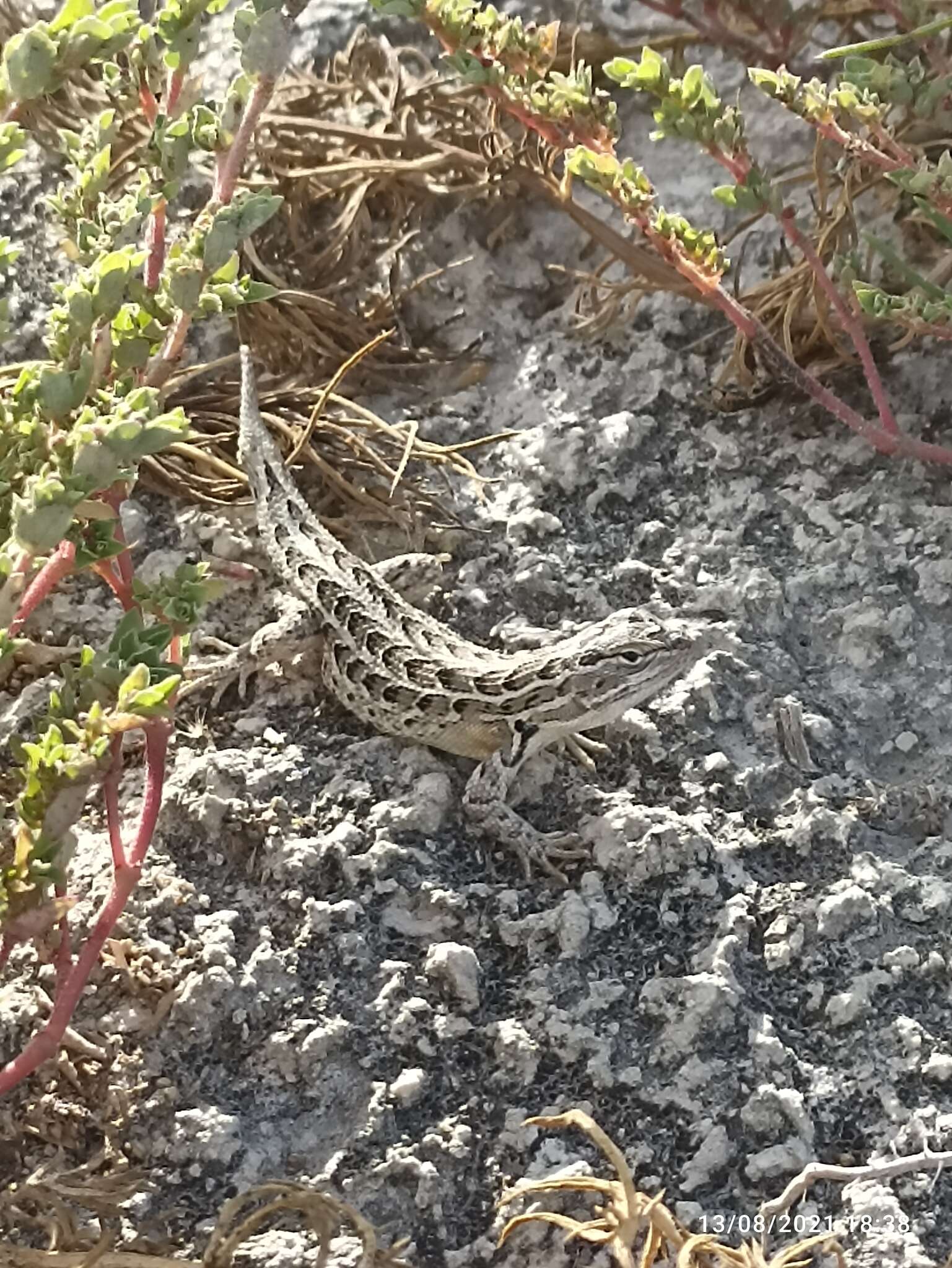 Image of Goldman's Bunchgrass Lizard