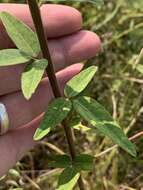 Imagem de Desmodium rigidum (Elliott) DC.