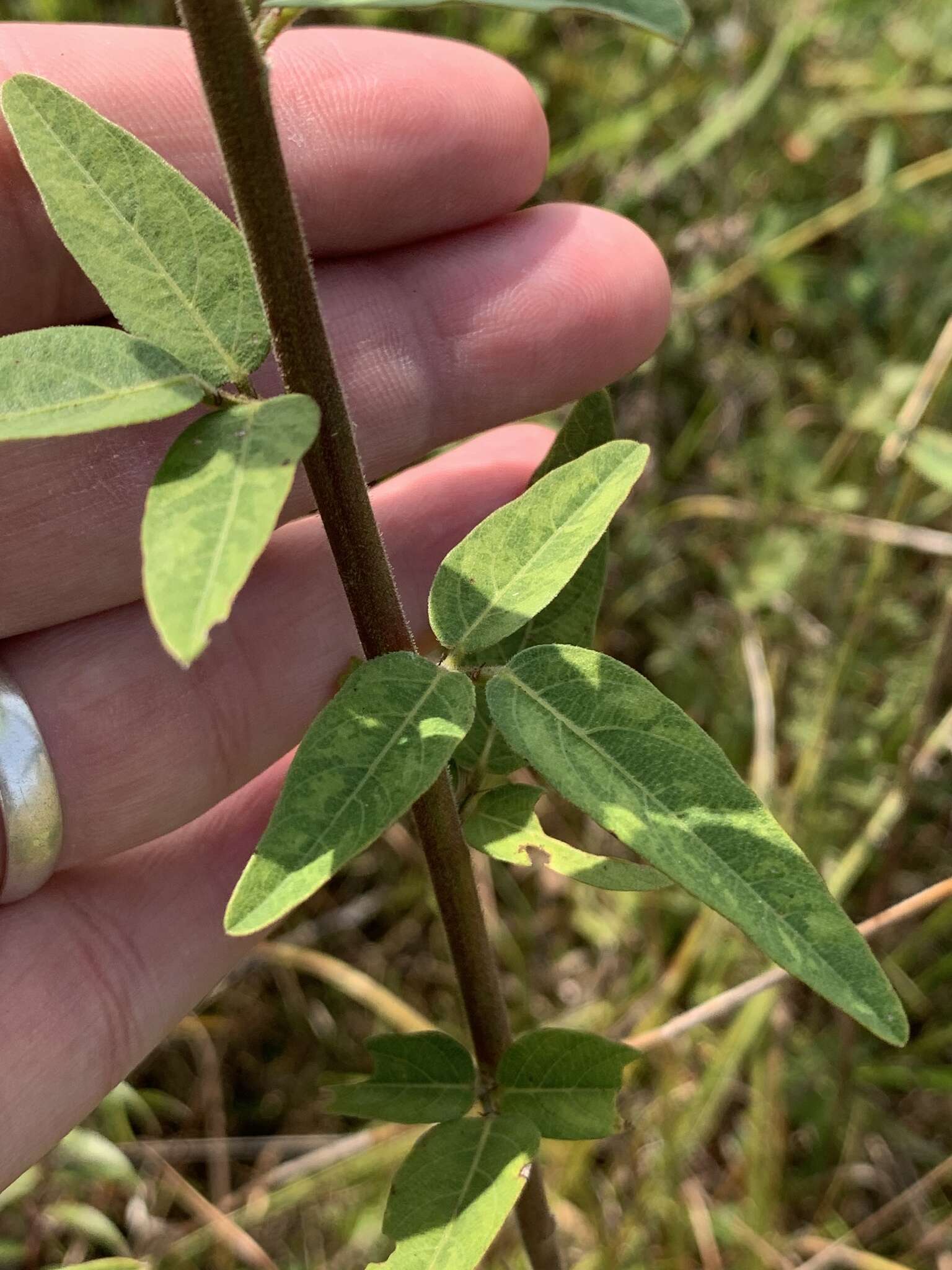 Imagem de Desmodium rigidum (Elliott) DC.