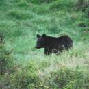 Image of Ursus thibetanus japonicus Schlegel 1857