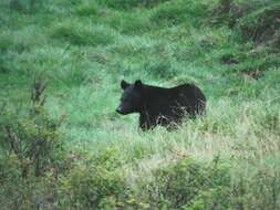 Imagem de Ursus thibetanus japonicus Schlegel 1857