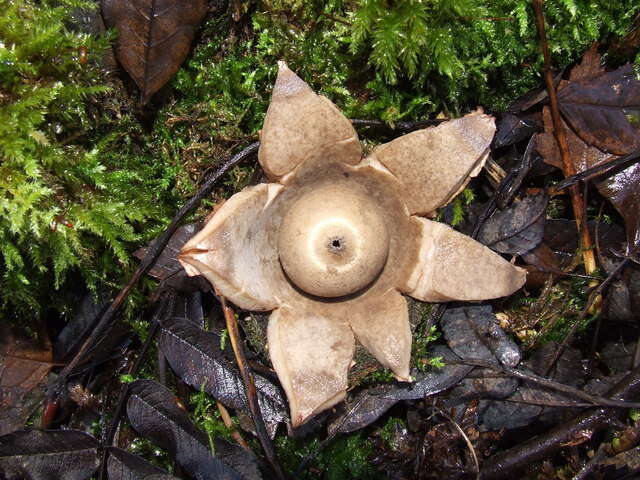 Image of Collared Earthstar