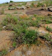 Image of Stenosemis angustifolia E. Mey. ex Harv. & Sond.