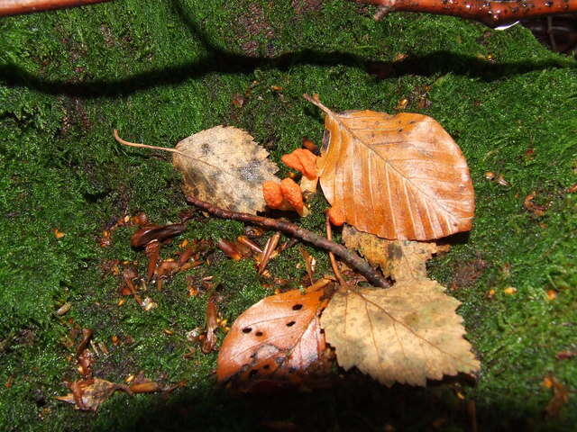 Plancia ëd Cordyceps militaris (L.) Fr. 1818