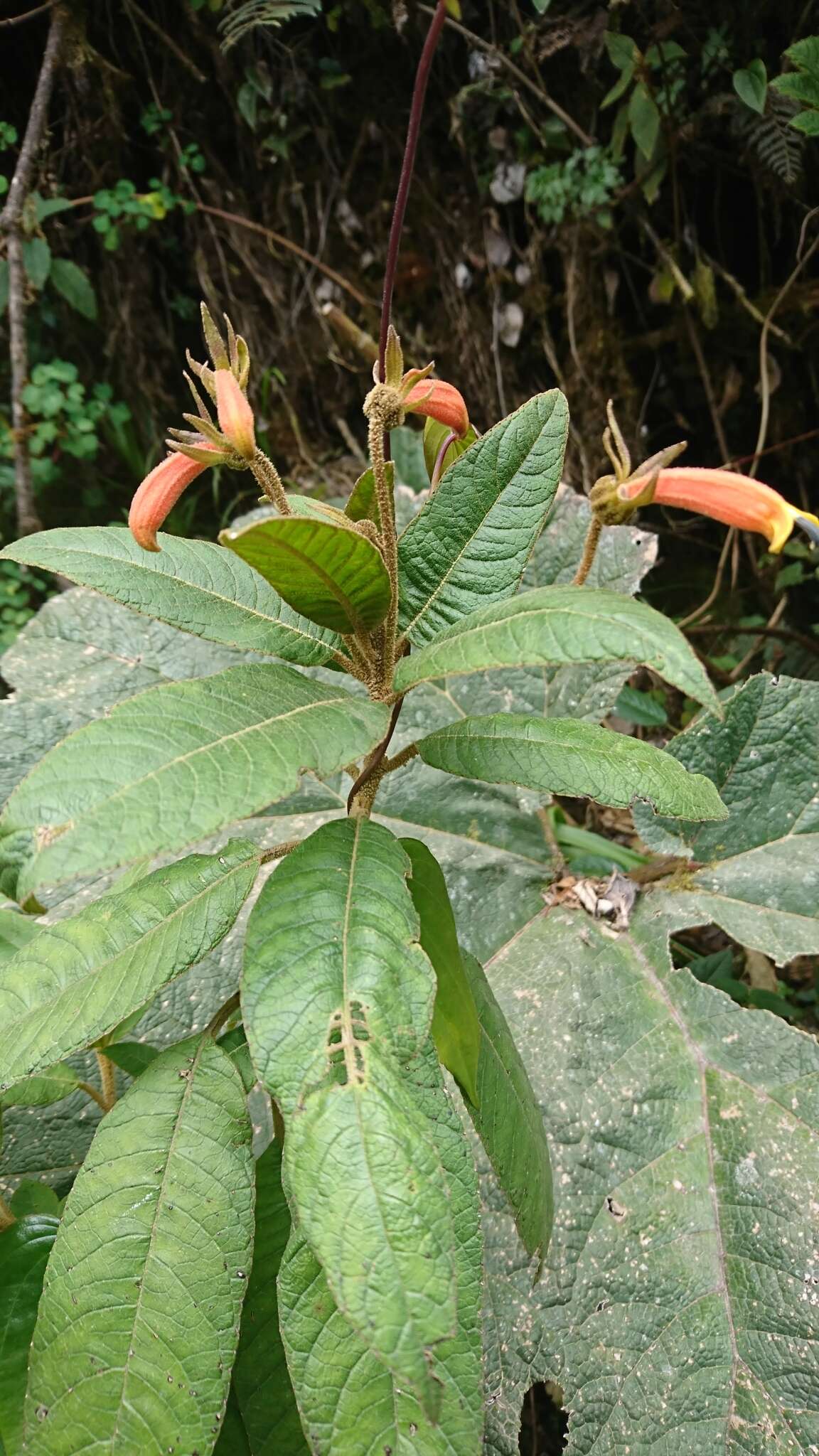 Imagem de Centropogon pichinchensis Zahlbr.