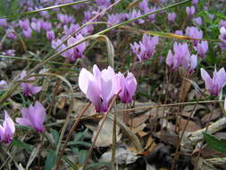 Слика од Cyclamen hederifolium Aiton