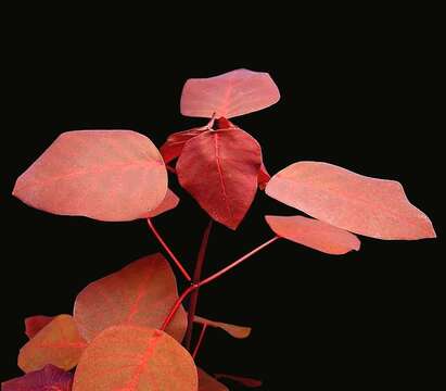 Image of Mexican shrubby spurge