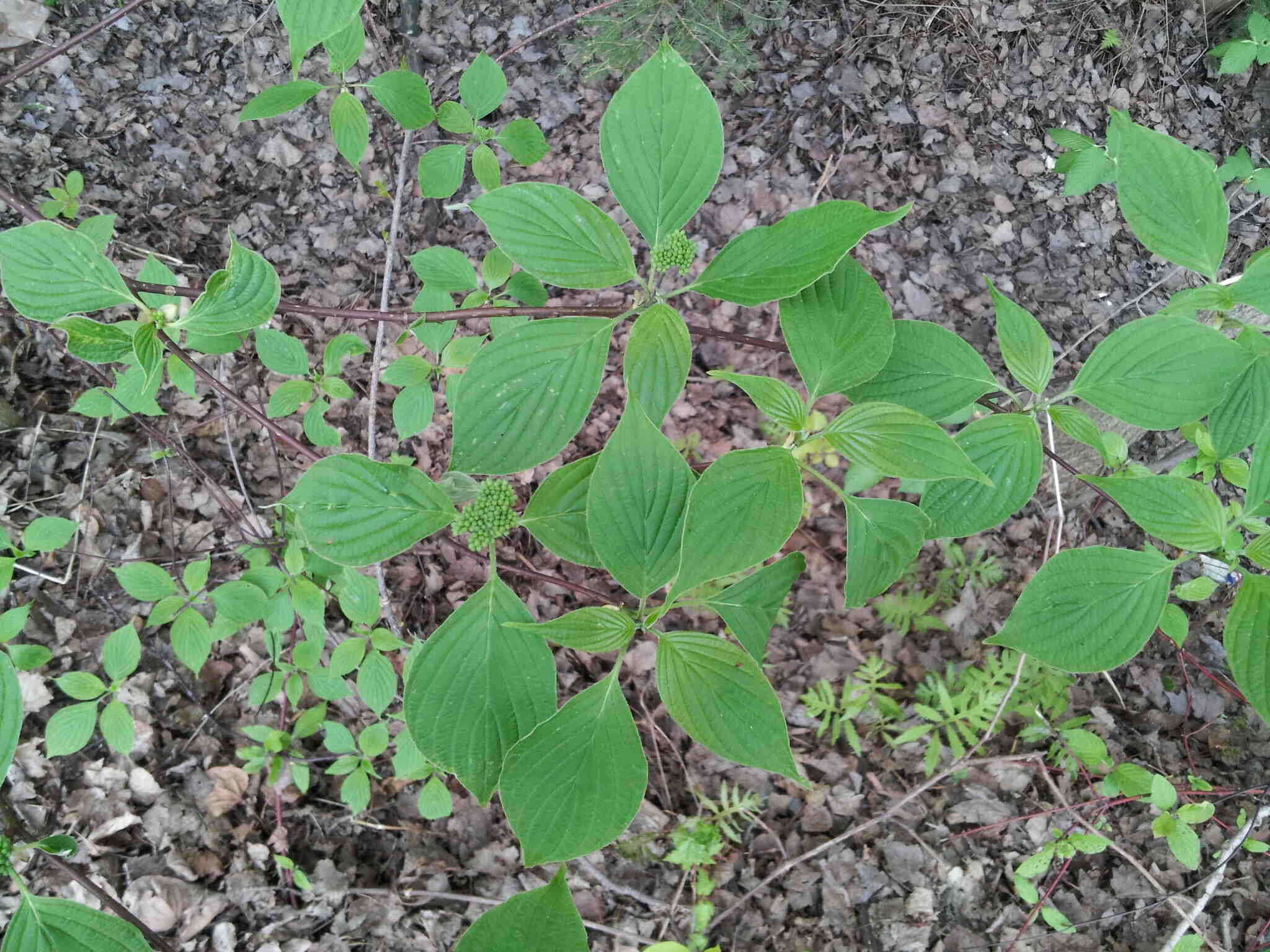 Image of alternateleaf dogwood