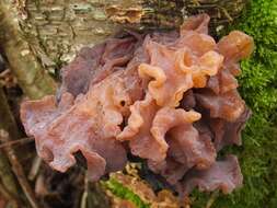 Image of Tremella foliacea