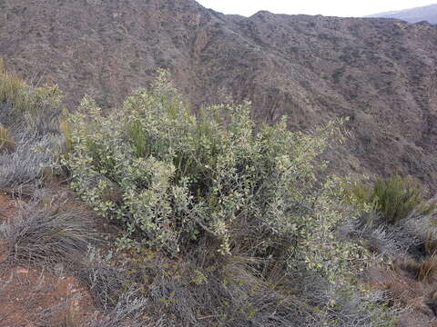 Image of Berberis grevilleana Gill.