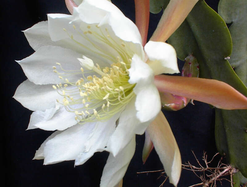 Image of climbing cactus