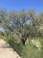 صورة Quercus oblongifolia Torr.