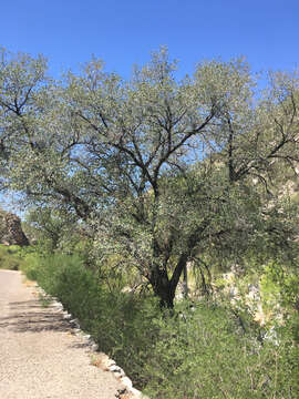 Image of Mexican Blue Oak