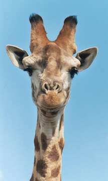 Image of Giraffe