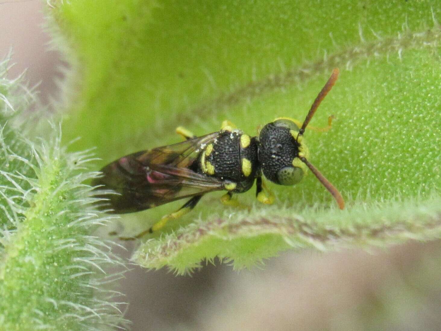 Cerceris finitima Cresson 1865 resmi