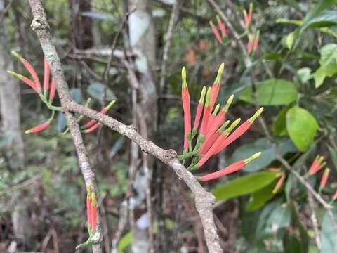 Imagem de Amylotheca dictyophleba (F. Müll.) Tieghem