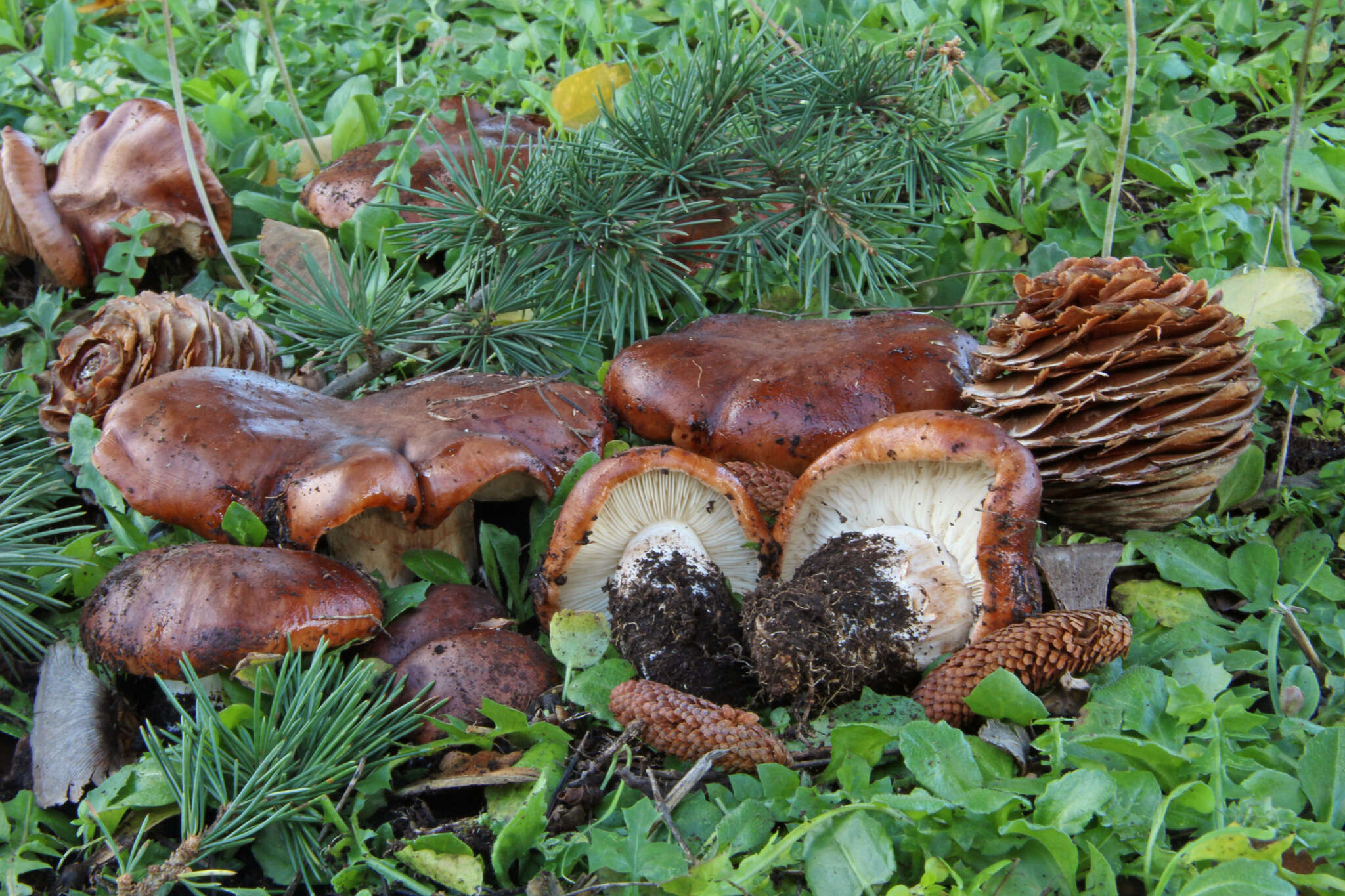 Imagem de Tricholoma cedretorum (Bon) A. Riva 2000