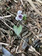 Image of Viola senzanensis Hayata