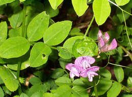 Imagem de Vicia dumetorum L.