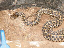 Image of Checkered Garter Snake