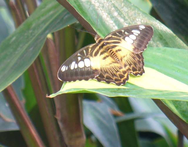 Imagem de Parthenos sylvia