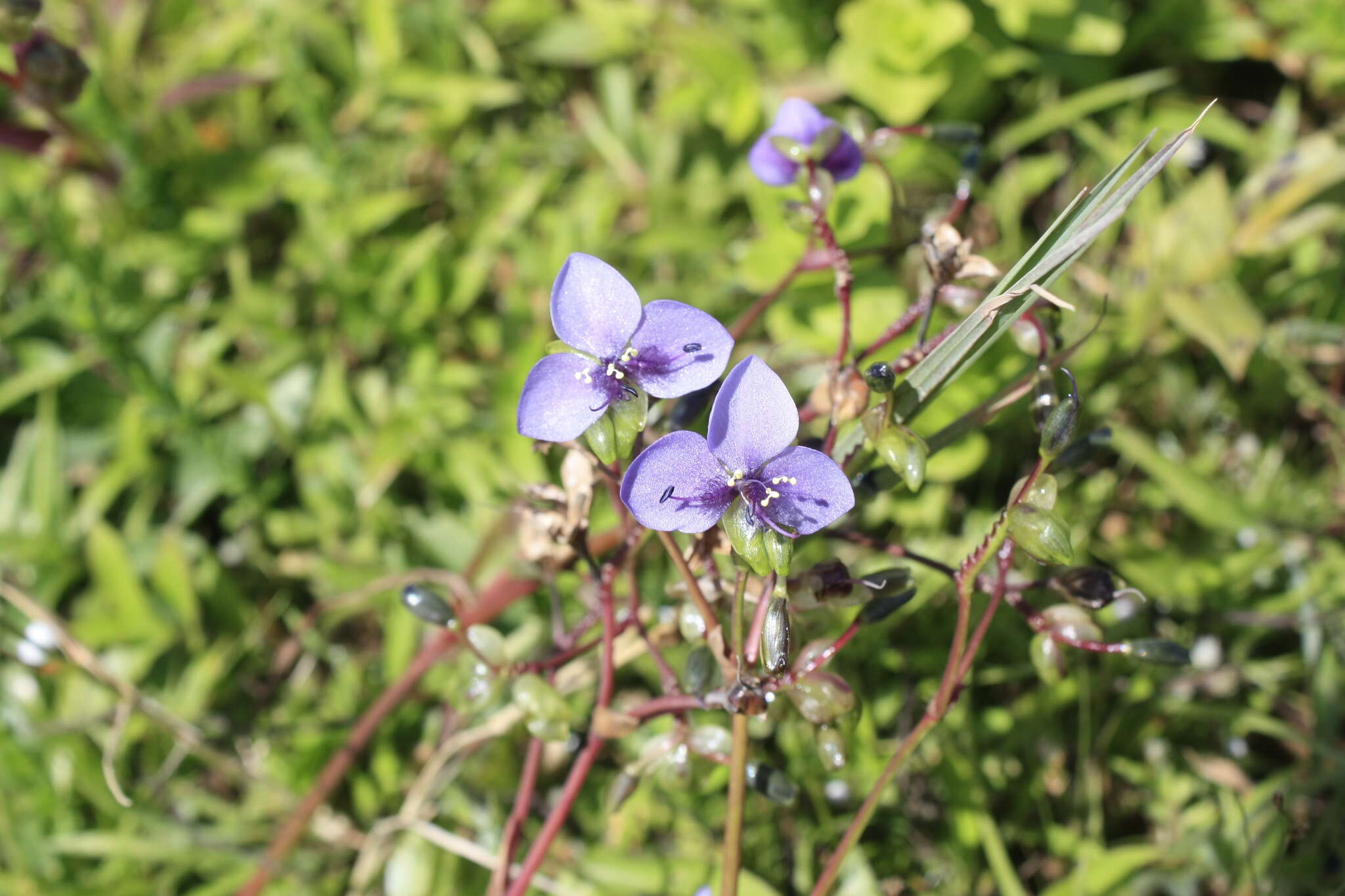 Sivun Murdannia simplex (Vahl) Brenan kuva