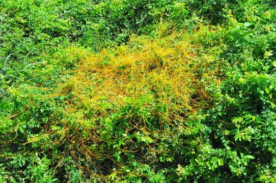 Image of American dodder