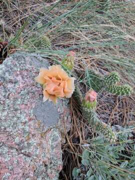 Image of hairspine pricklypear