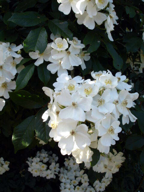 Image of climbing rose