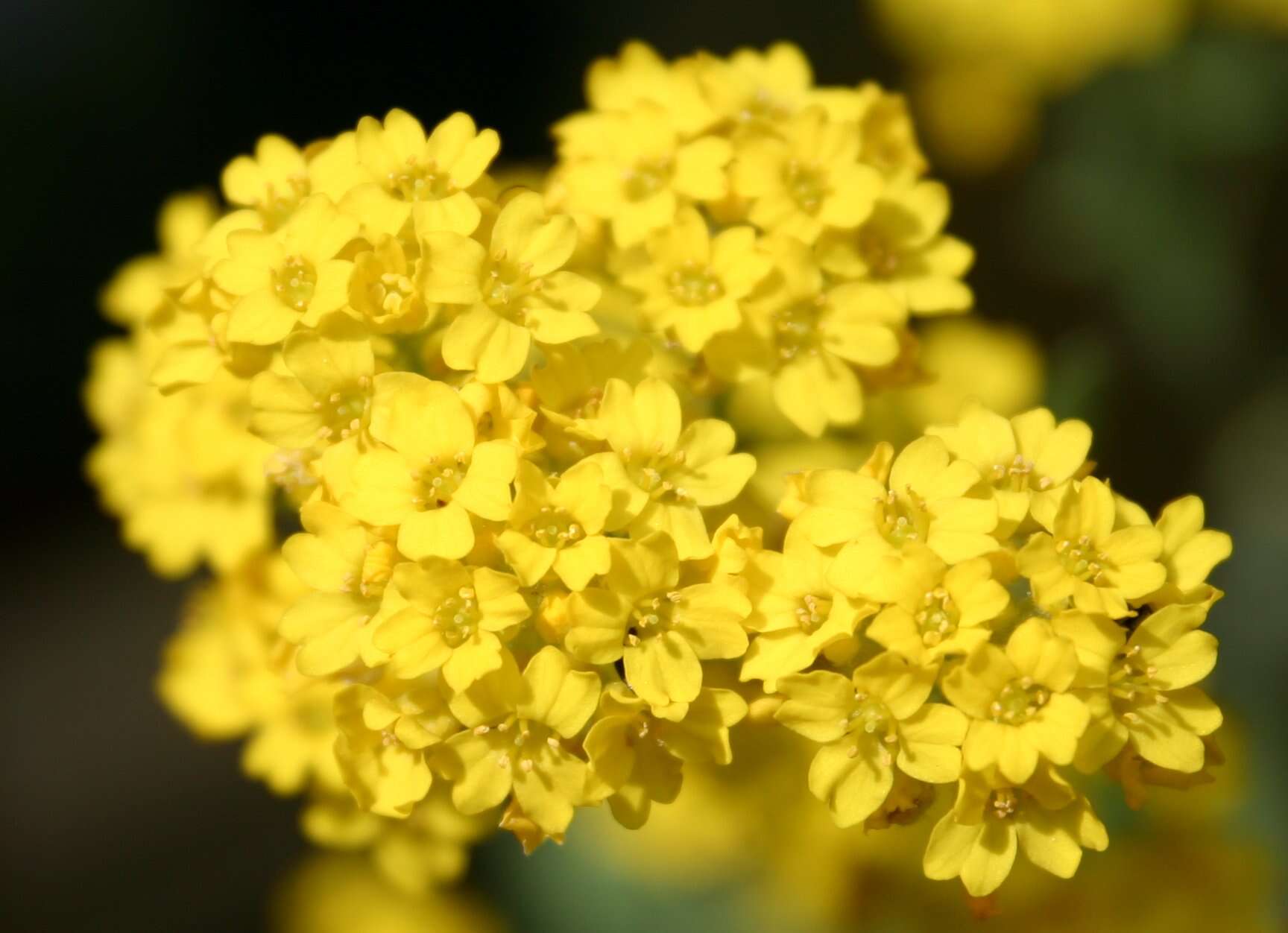 Image of Basket of Gold