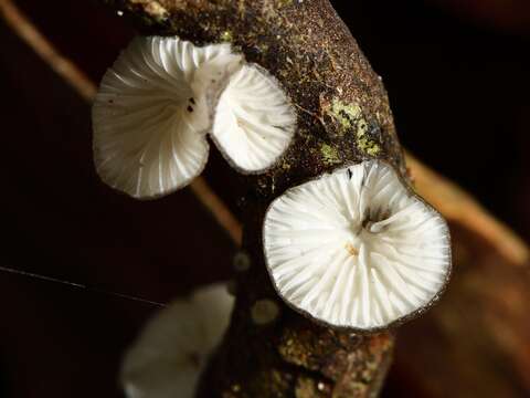 Image de Hohenbuehelia cyphelliformis (Berk.) O. K. Mill. 1986