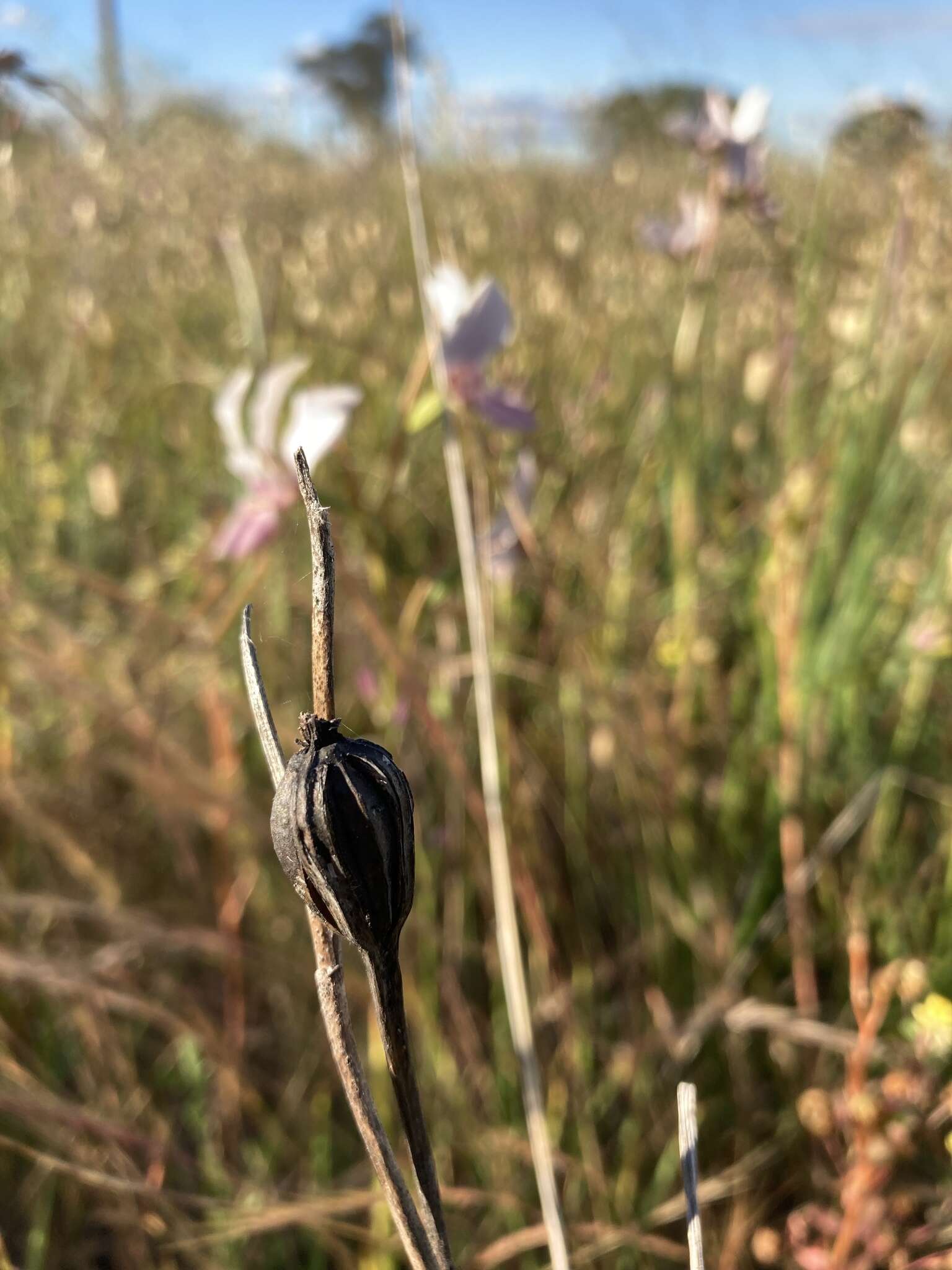 Image of Purple donkey orchid