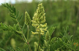 Astragalus canadensis L.的圖片