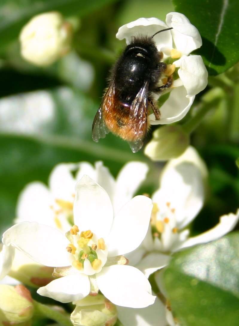 Image of Mexican Orange Blossom